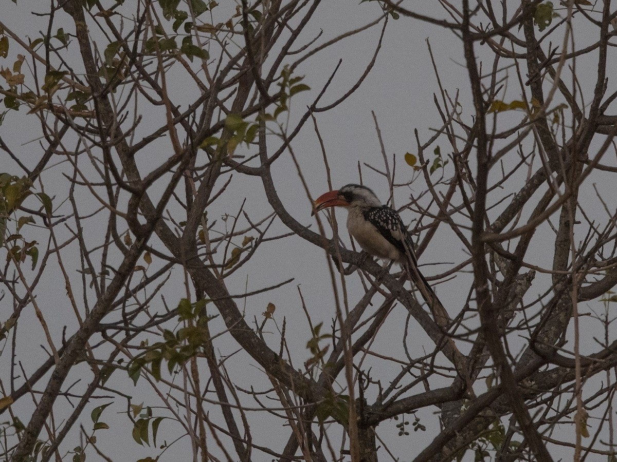 Jackson's Hornbill - ML216229441