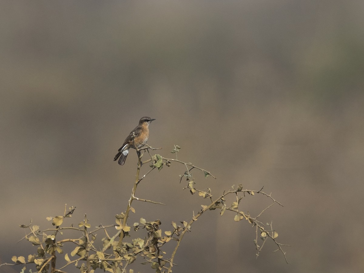 Heuglin's Wheatear - Niall D Perrins