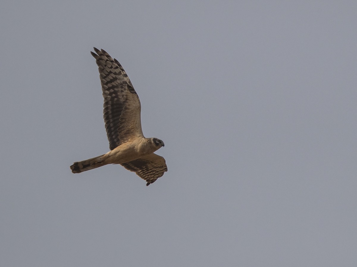 Pallid Harrier - ML216229591