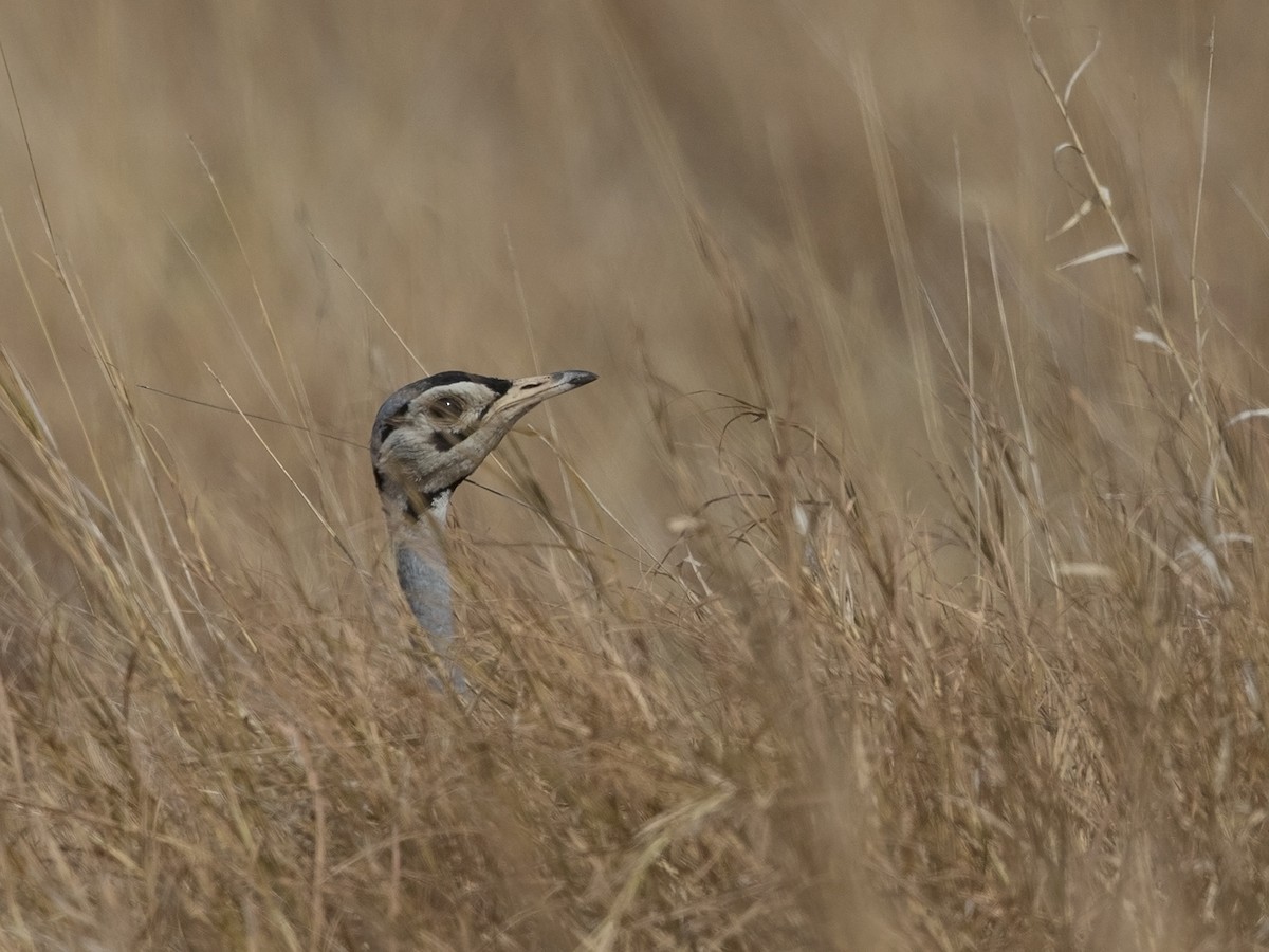 White-bellied Bustard (White-bellied) - ML216229711