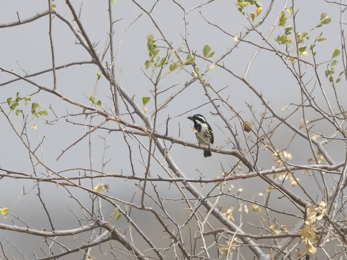 Spot-flanked Barbet - ML216229761