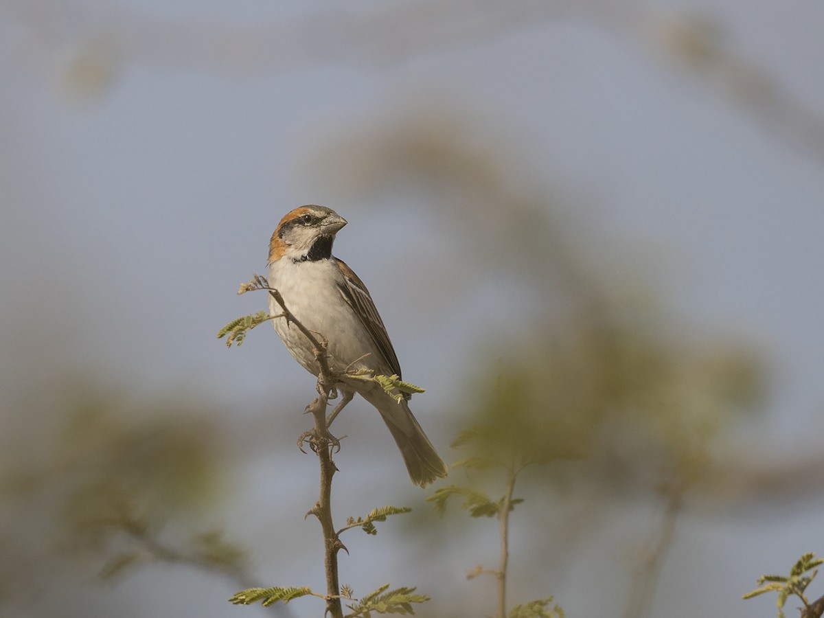 Shelley's Rufous Sparrow - ML216230221