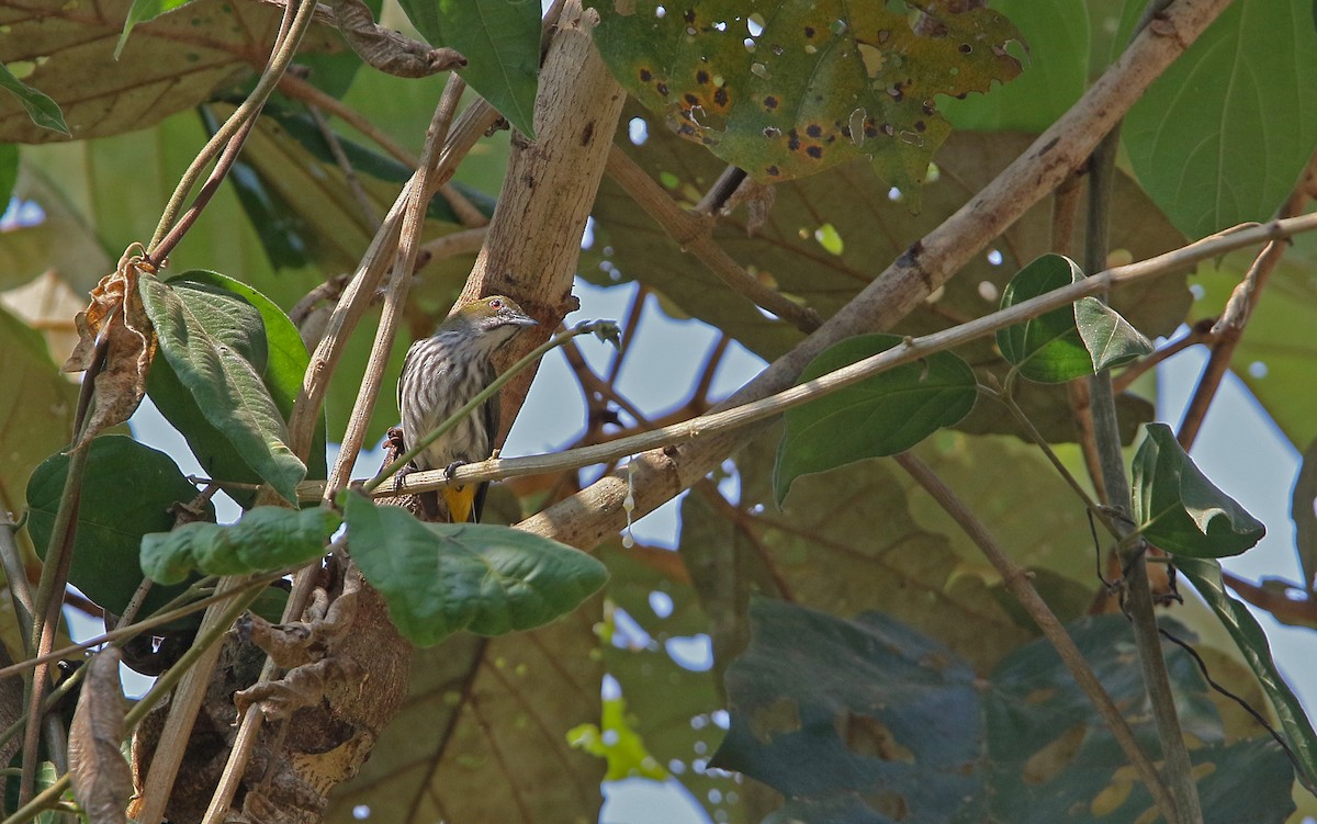 Yellow-vented Flowerpecker - ML216230391