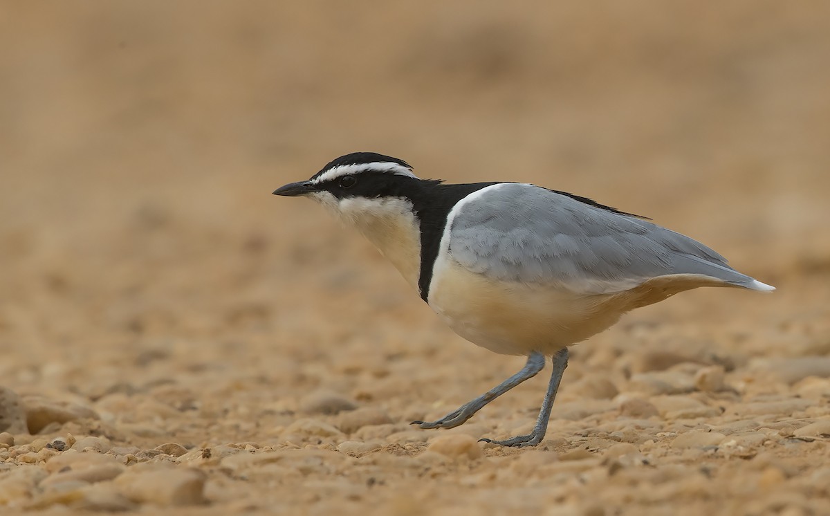 Egyptian Plover - ML216231081