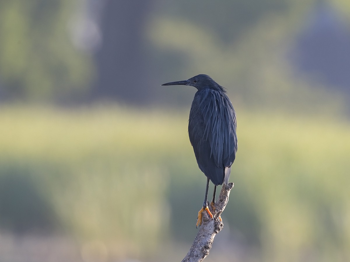 Black Heron - ML216231581