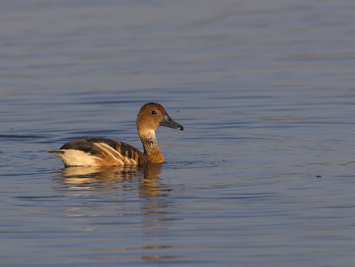 Fulvous Whistling-Duck - ML216231651