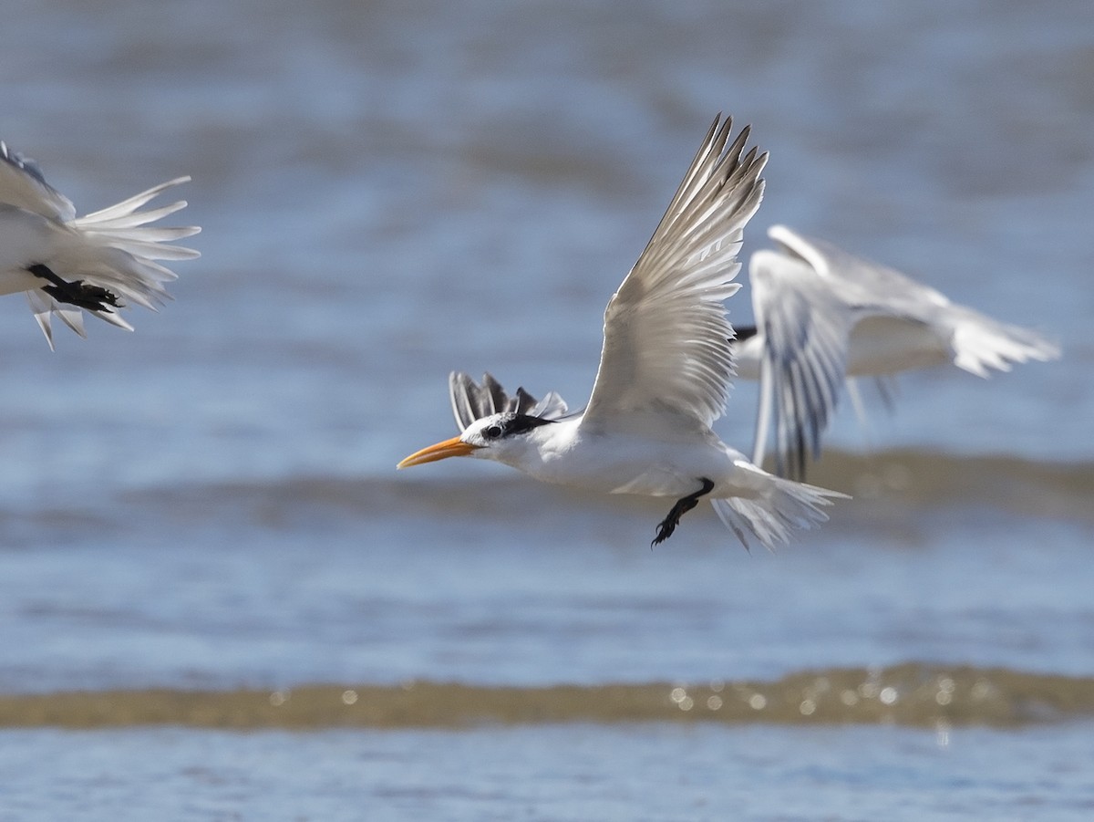 Lesser Crested Tern - Niall D Perrins