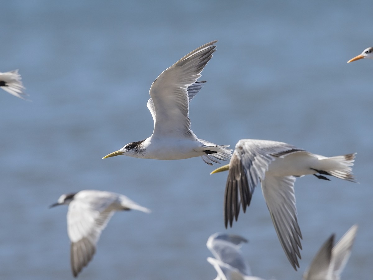 Great Crested Tern - ML216231861