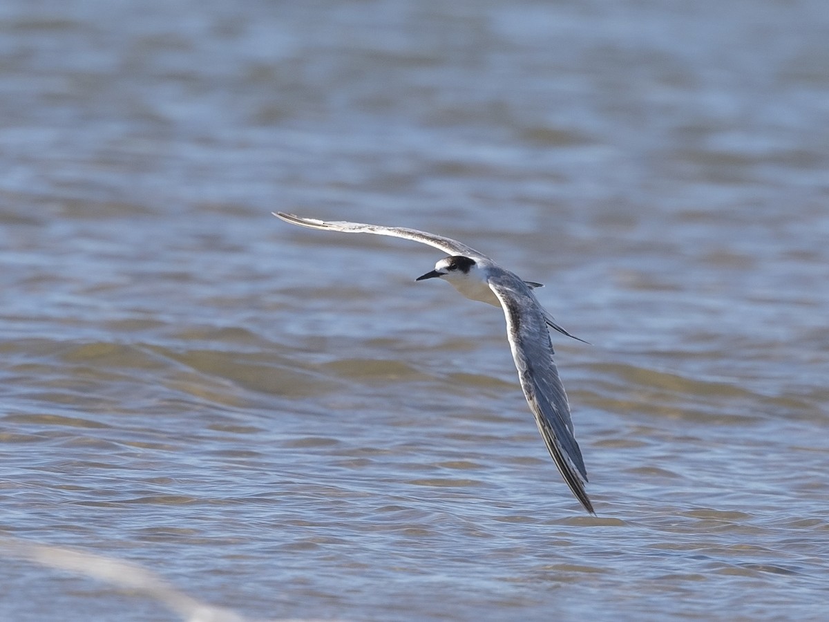 Common Tern (hirundo/tibetana) - ML216231891