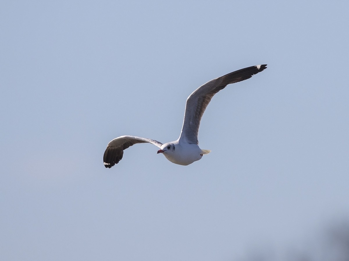 Gray-hooded Gull - Niall D Perrins