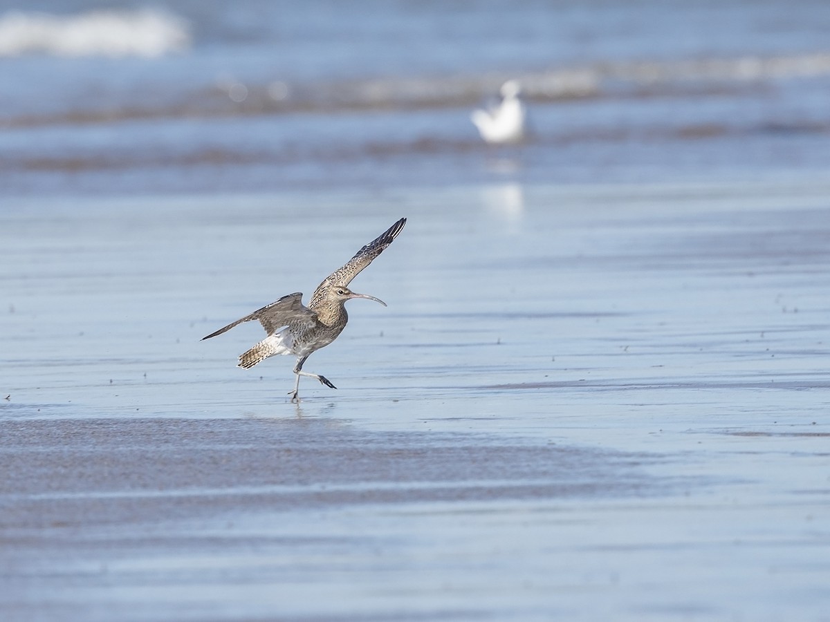 Whimbrel (European) - ML216231941