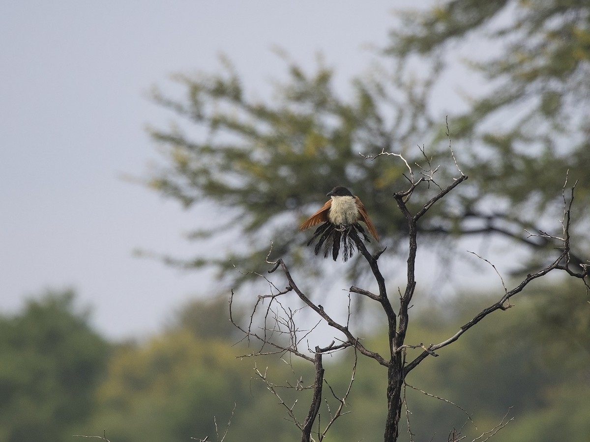 White-browed Coucal (Burchell's) - Niall D Perrins