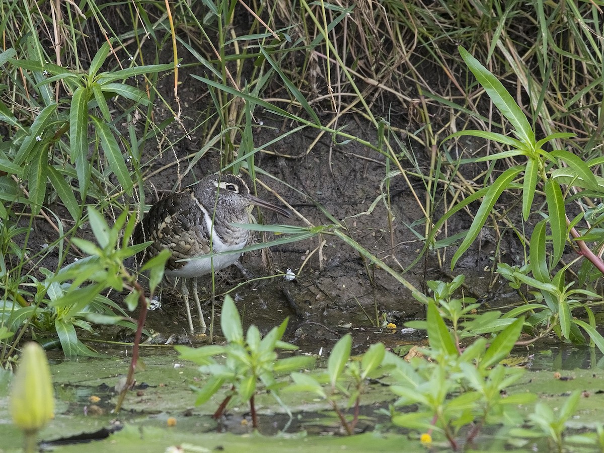Greater Painted-Snipe - ML216234241