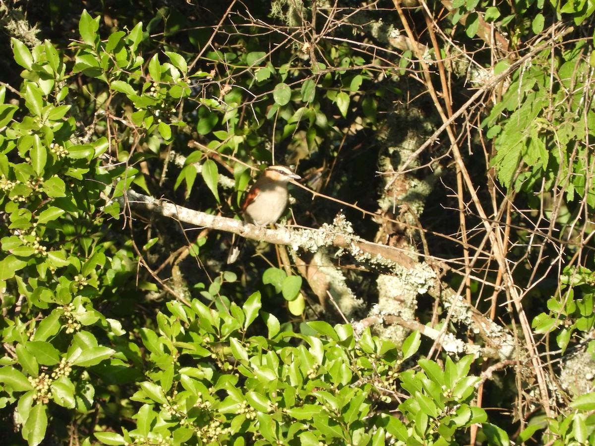 Black-crowned Tchagra - ML216234831