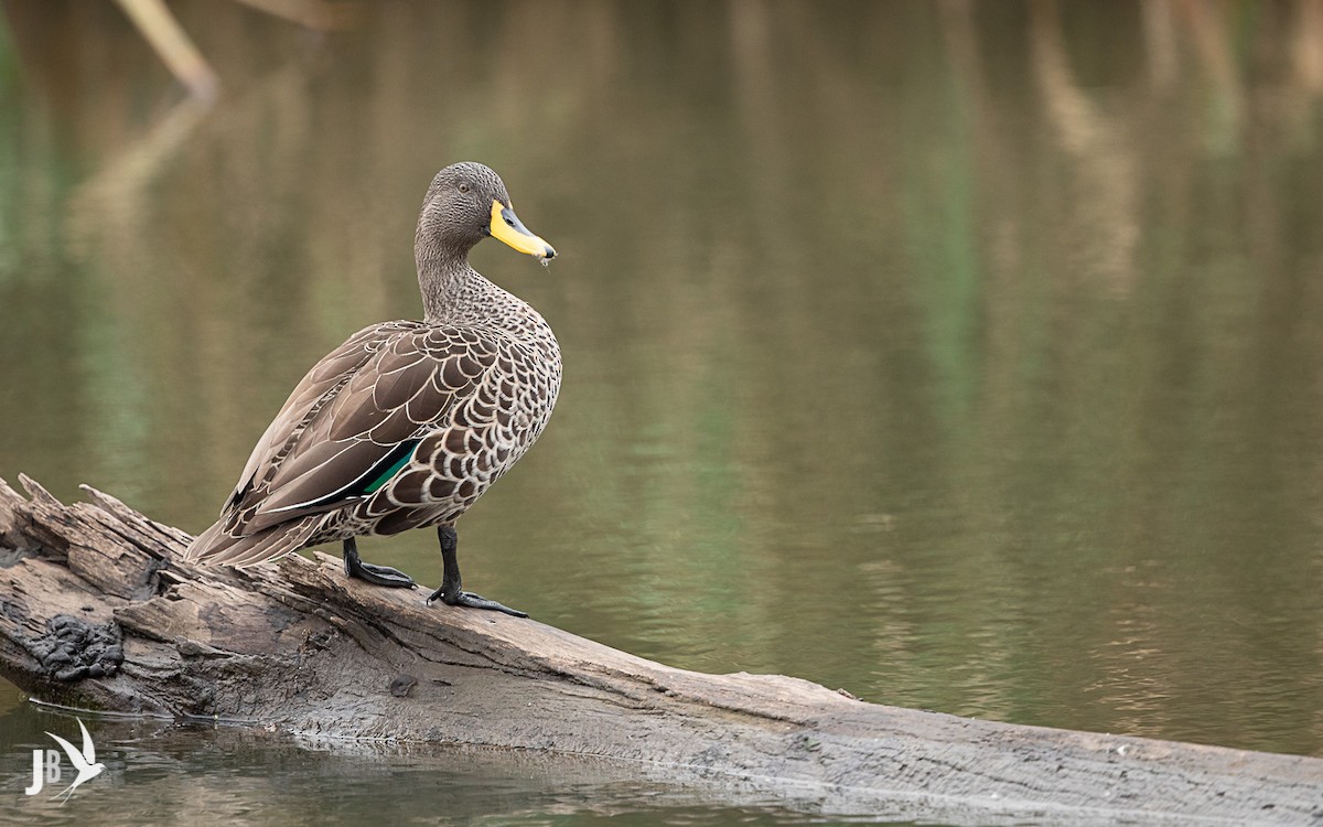 Yellow-billed Duck - ML216235051