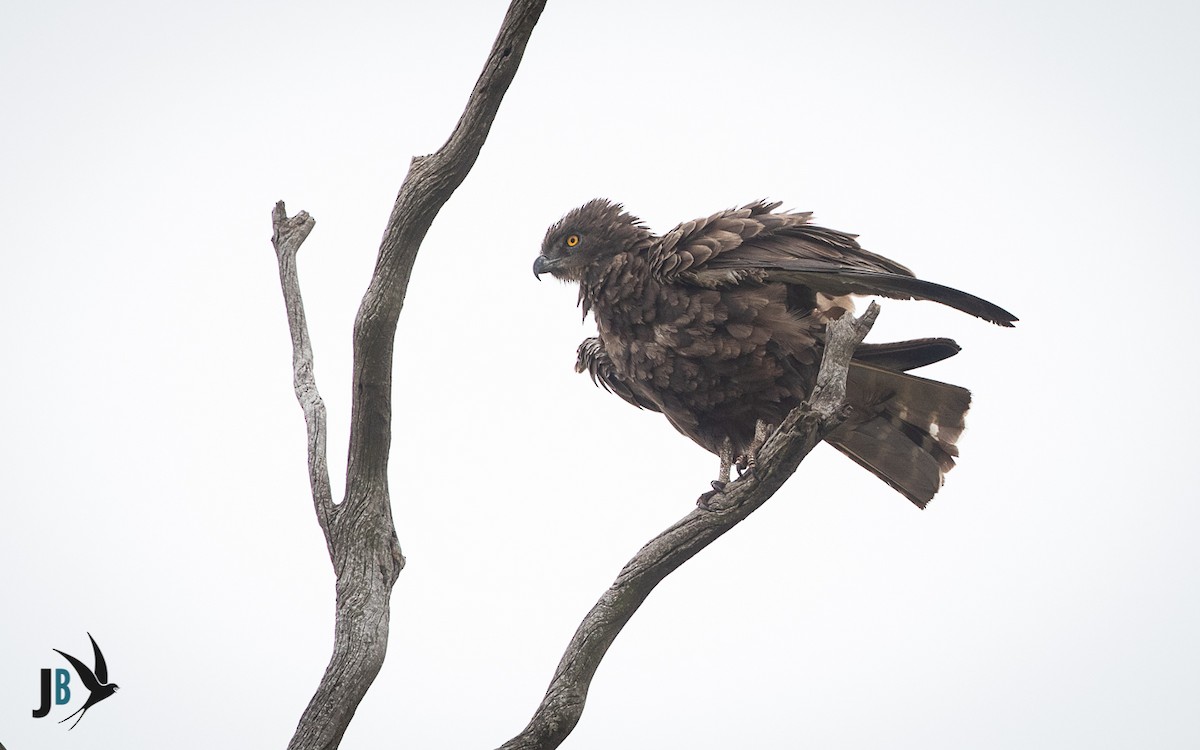 Brown Snake-Eagle - ML216235091