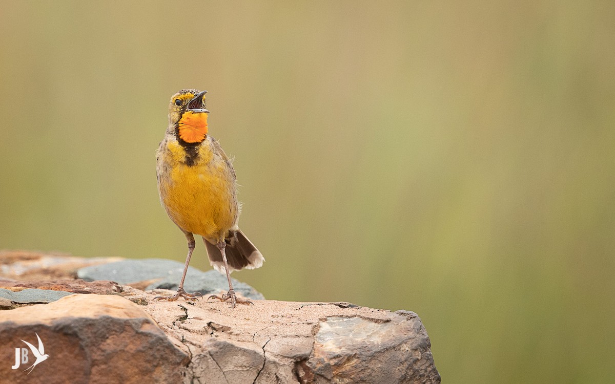 Orange-throated Longclaw - ML216235171
