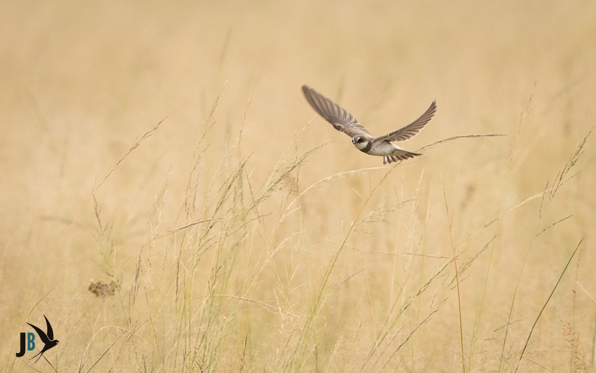 Banded Martin - ML216235191