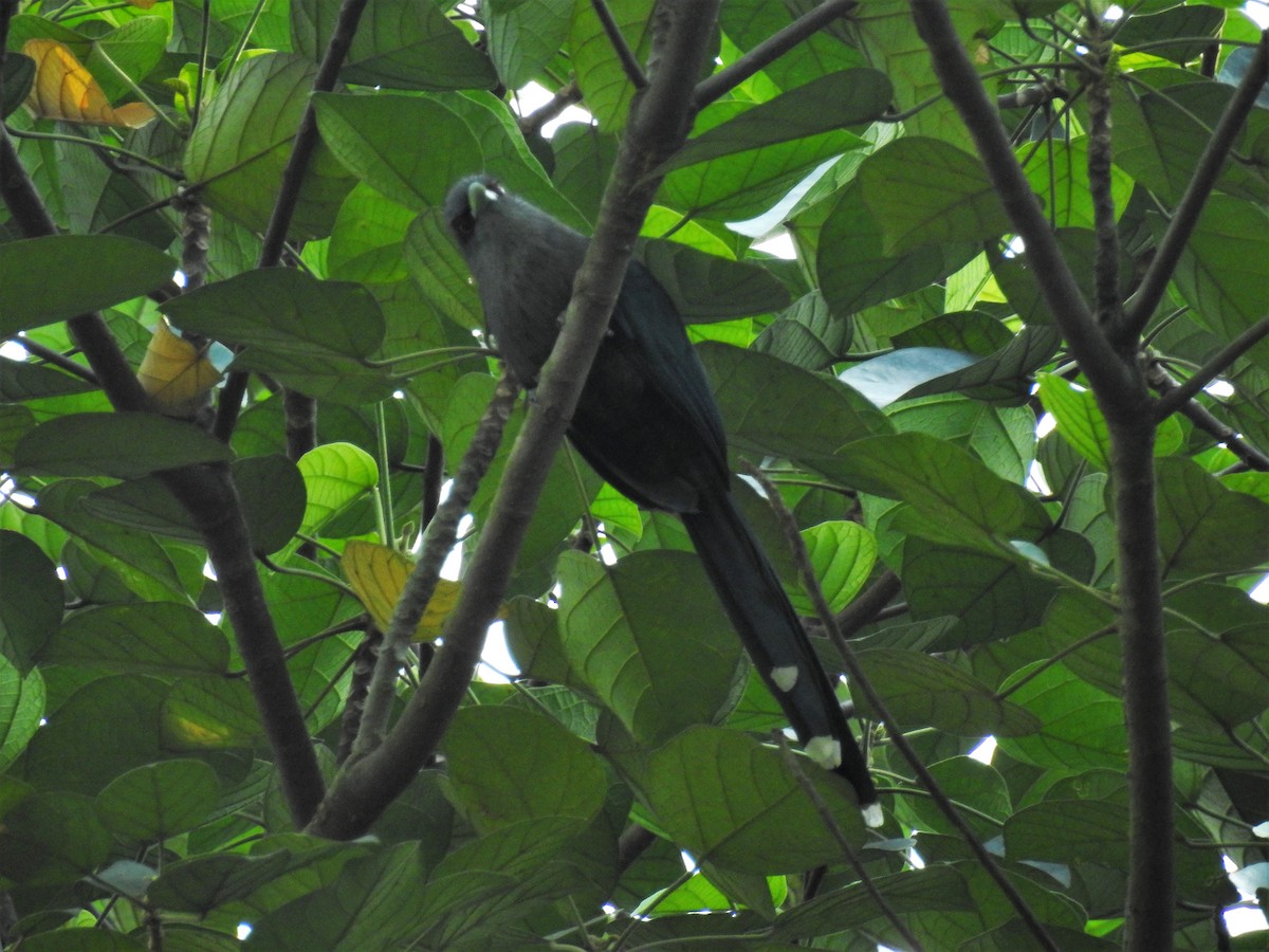 Black-bellied Malkoha - Andy Lee