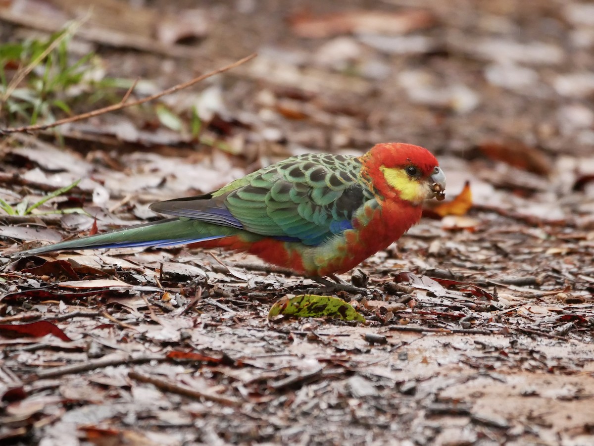 Western Rosella - ML216235831