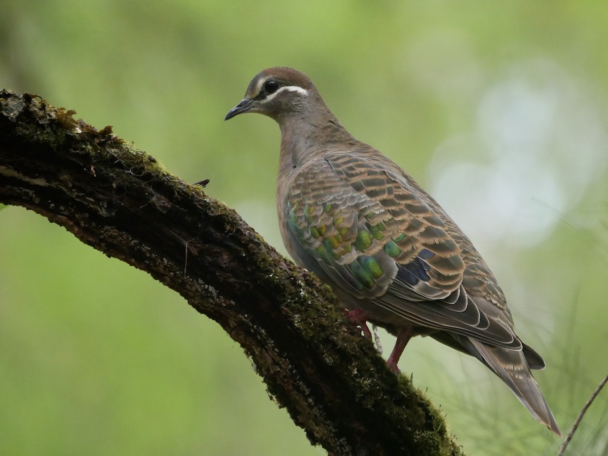 Common Bronzewing - ML216235841