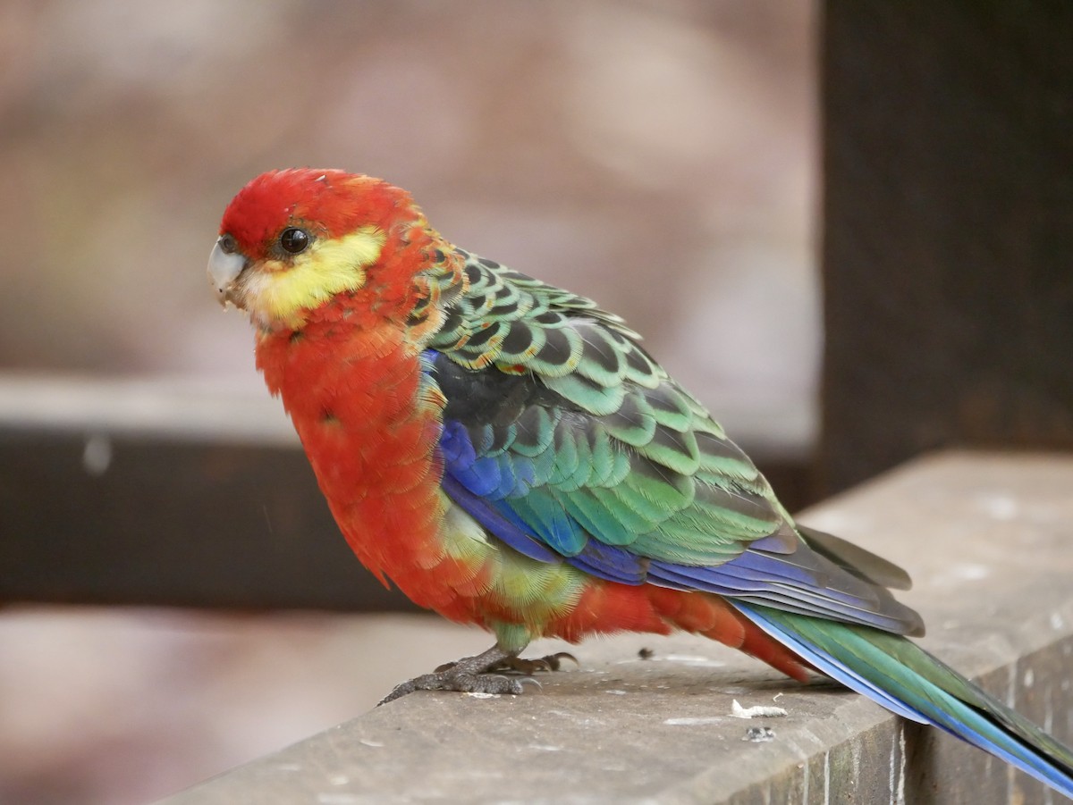 Western Rosella - ML216235861