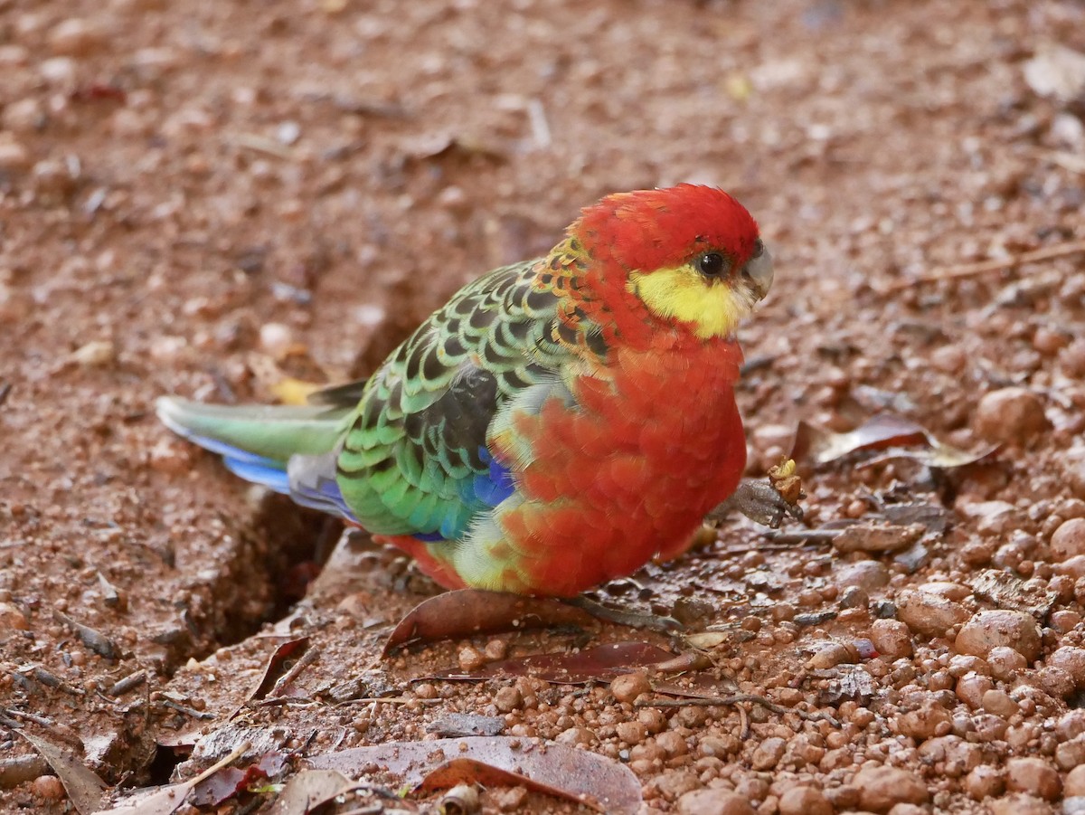 Perico Carigualdo - ML216235871