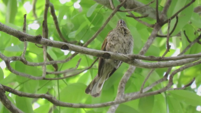 Spotted Honeyguide - ML216236001