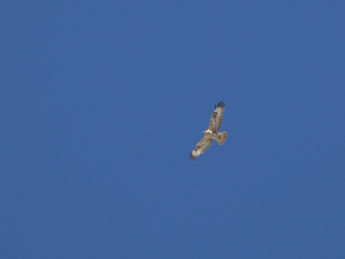 Long-legged Buzzard - ML216238231