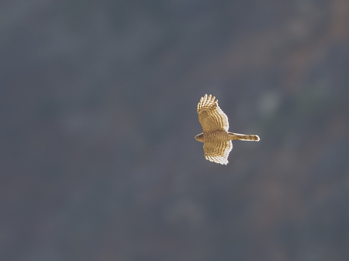 Eurasian Sparrowhawk - ML216238561