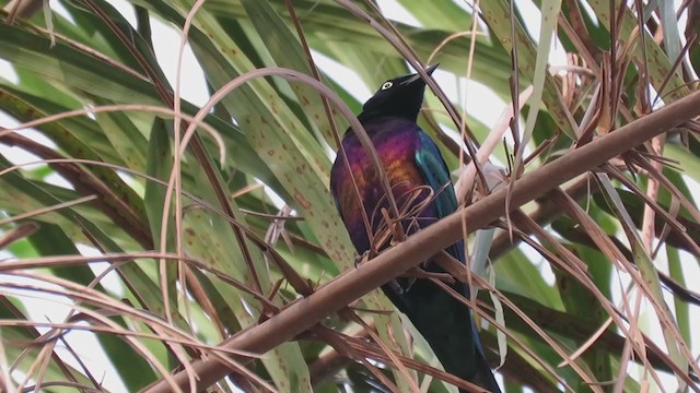 Splendid Starling - ML216238701