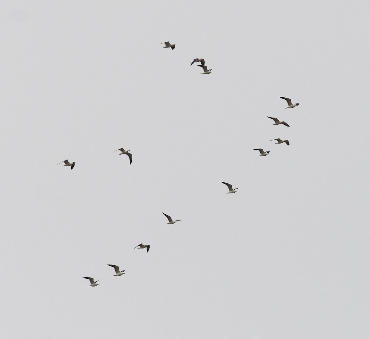Lesser Black-backed Gull - Ricard Gutiérrez
