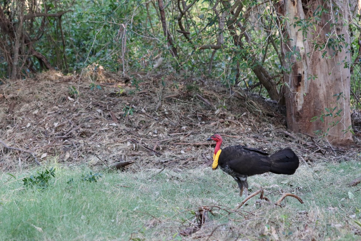 Australian Brushturkey - ML216240071