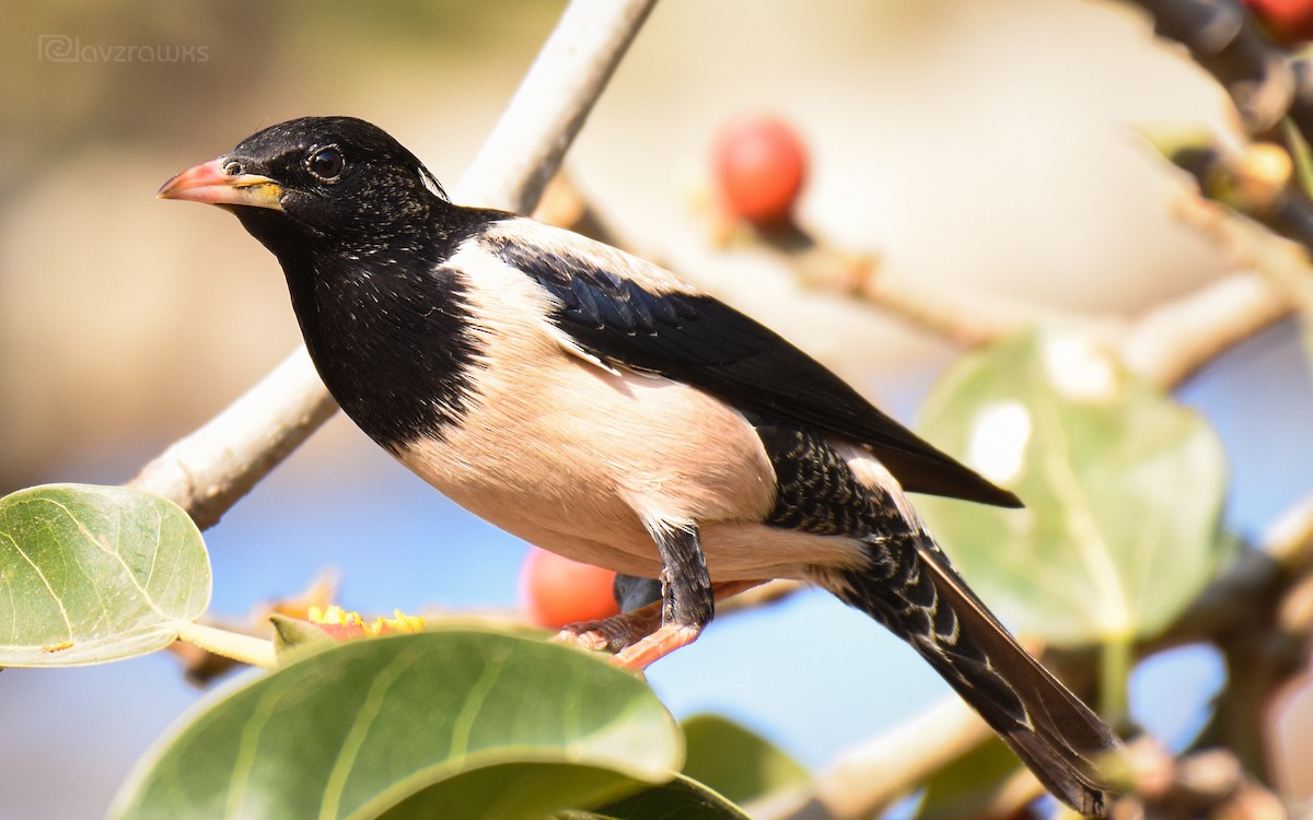 Rosy Starling - ML216240171