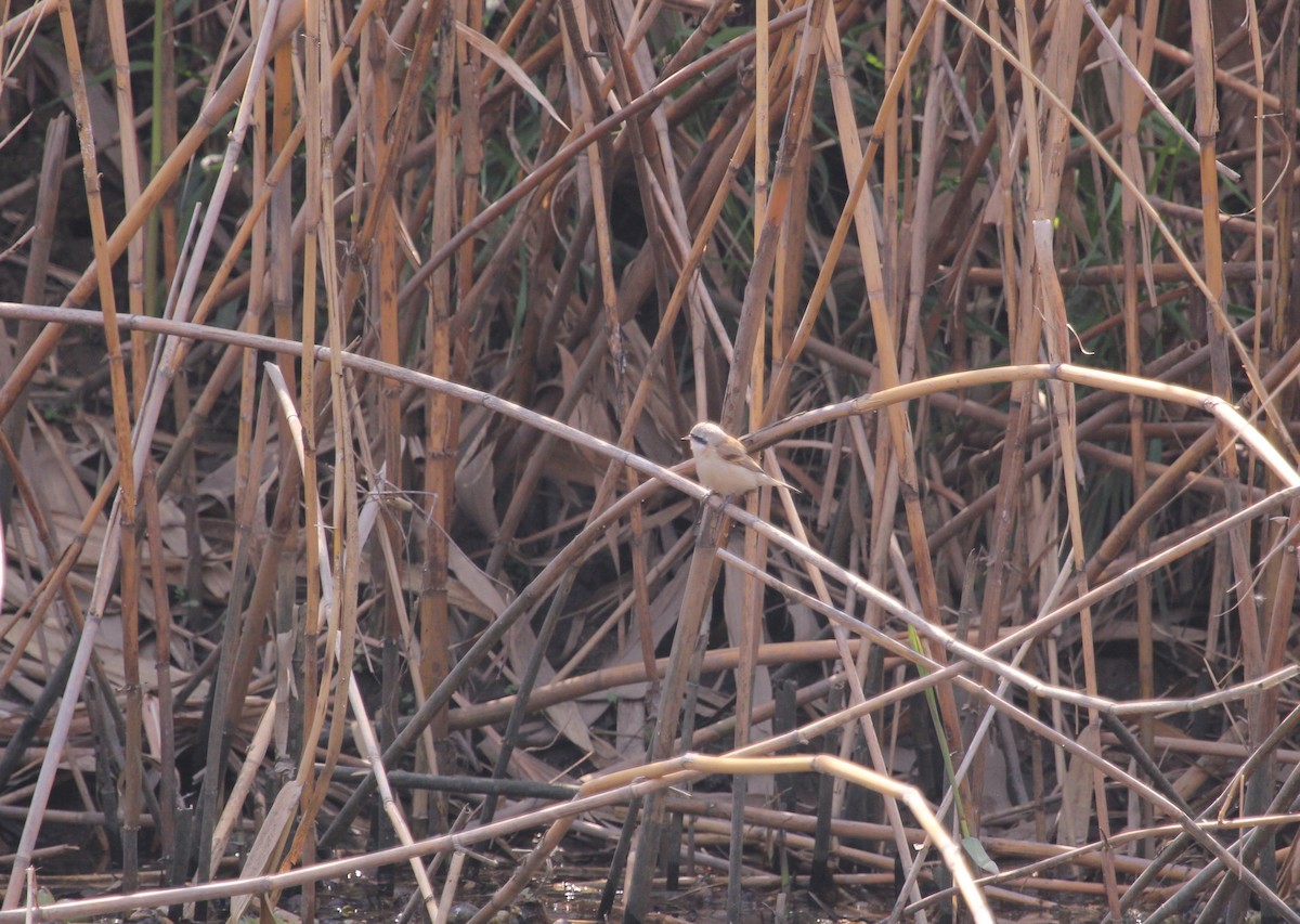 Chinese Penduline-Tit - Marcos Wei