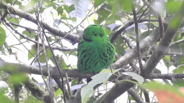 Whitehead's Broadbill - ML216242291