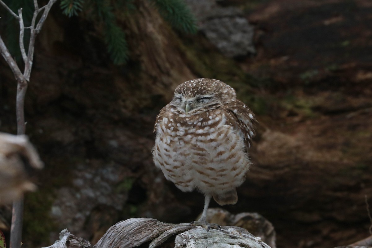 Burrowing Owl - ML216243491