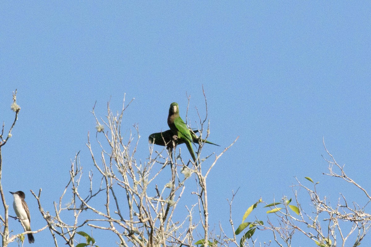 Olive-throated Parakeet (Jamaican) - ML216245391