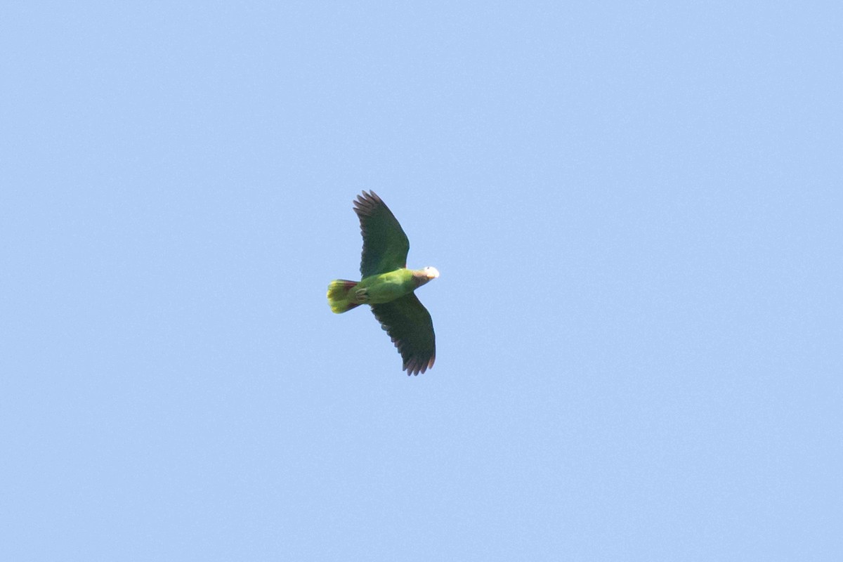 Yellow-billed Parrot - ML216245441