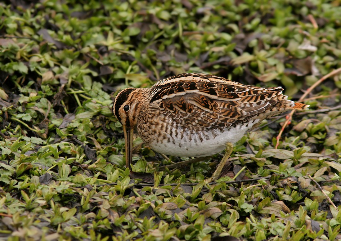 Common Snipe - Dave Brown