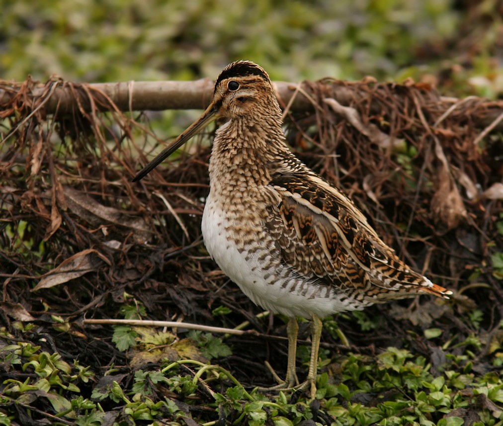 Common Snipe - Dave Brown