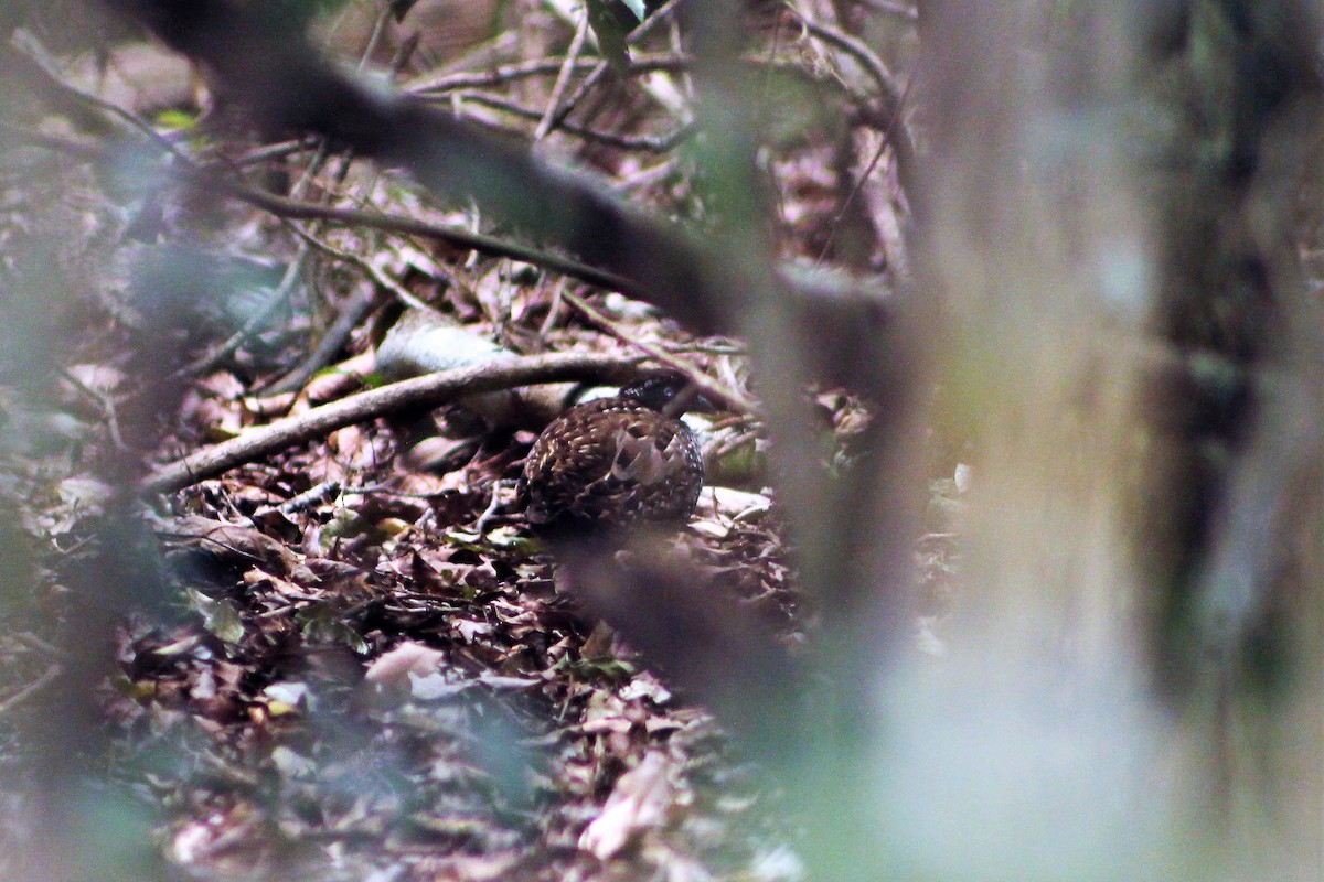 Black-breasted Buttonquail - ML216248441