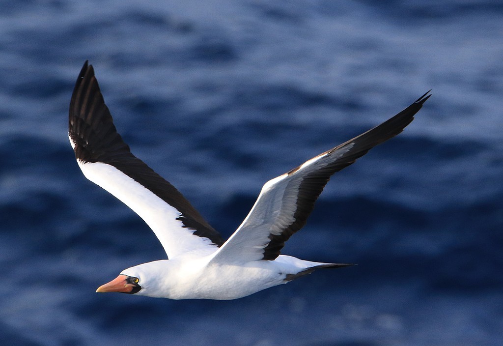 Nazca Booby - Moe Bertrand