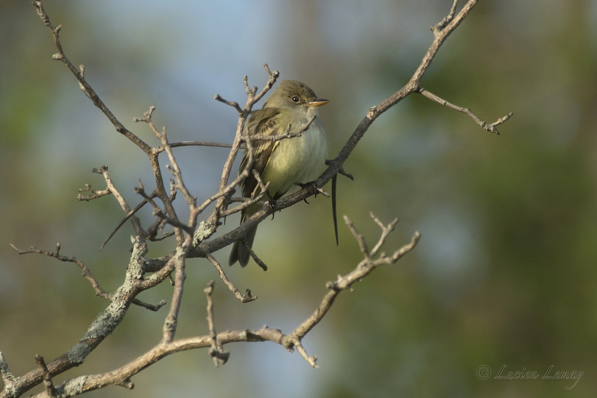 Willow Flycatcher - ML216249591