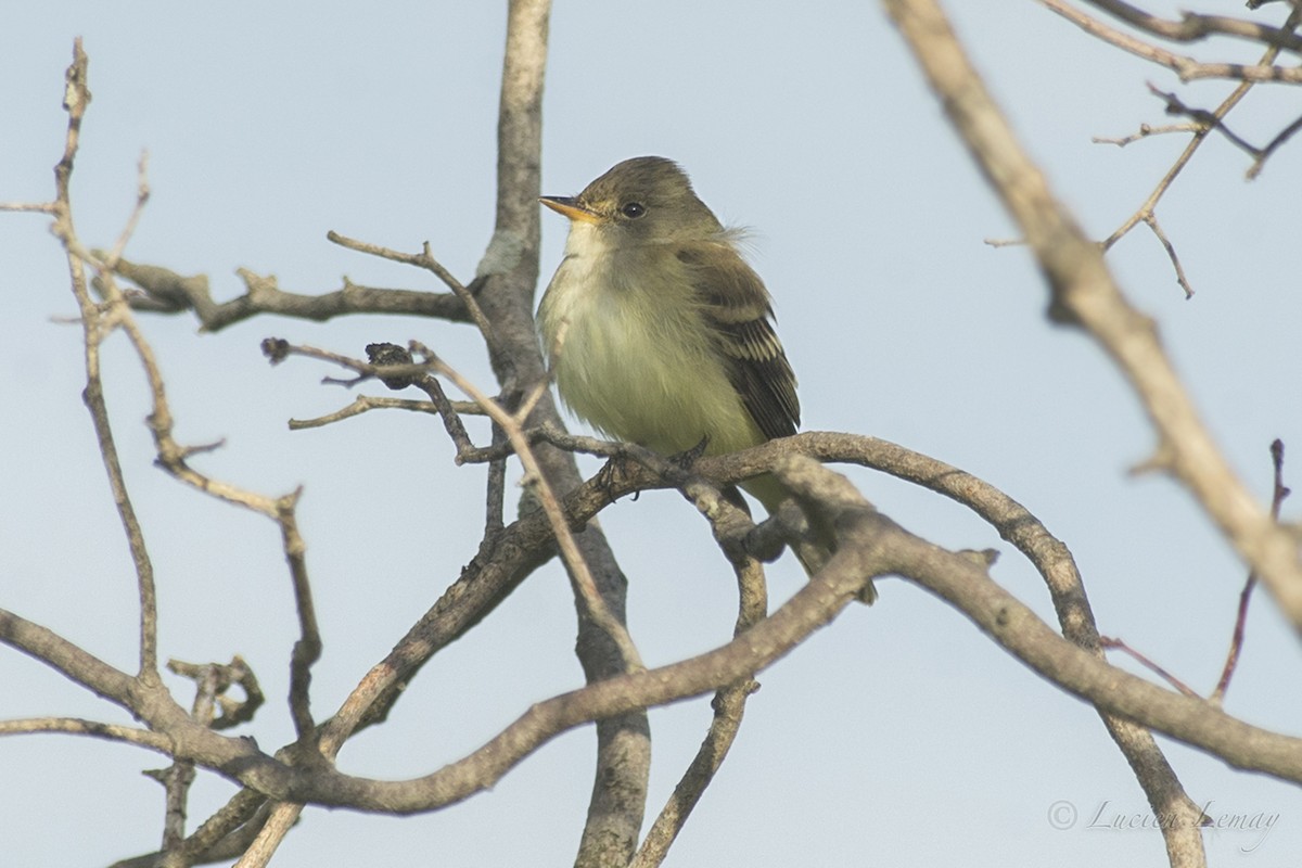 Willow Flycatcher - ML216249711