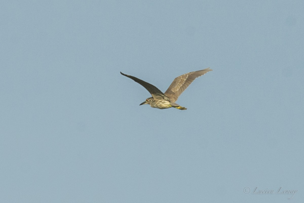 Black-crowned Night Heron - ML216249961