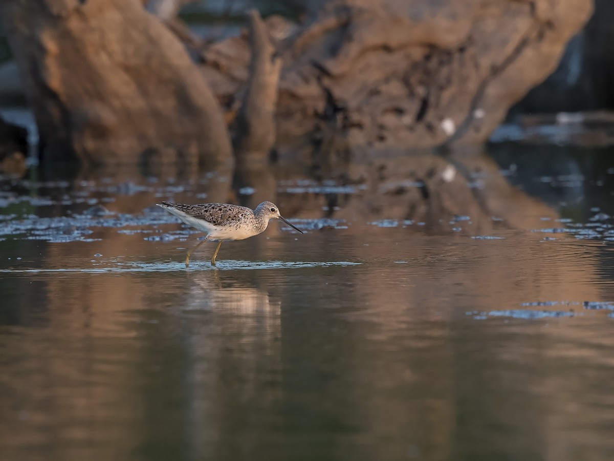 Marsh Sandpiper - ML216251581