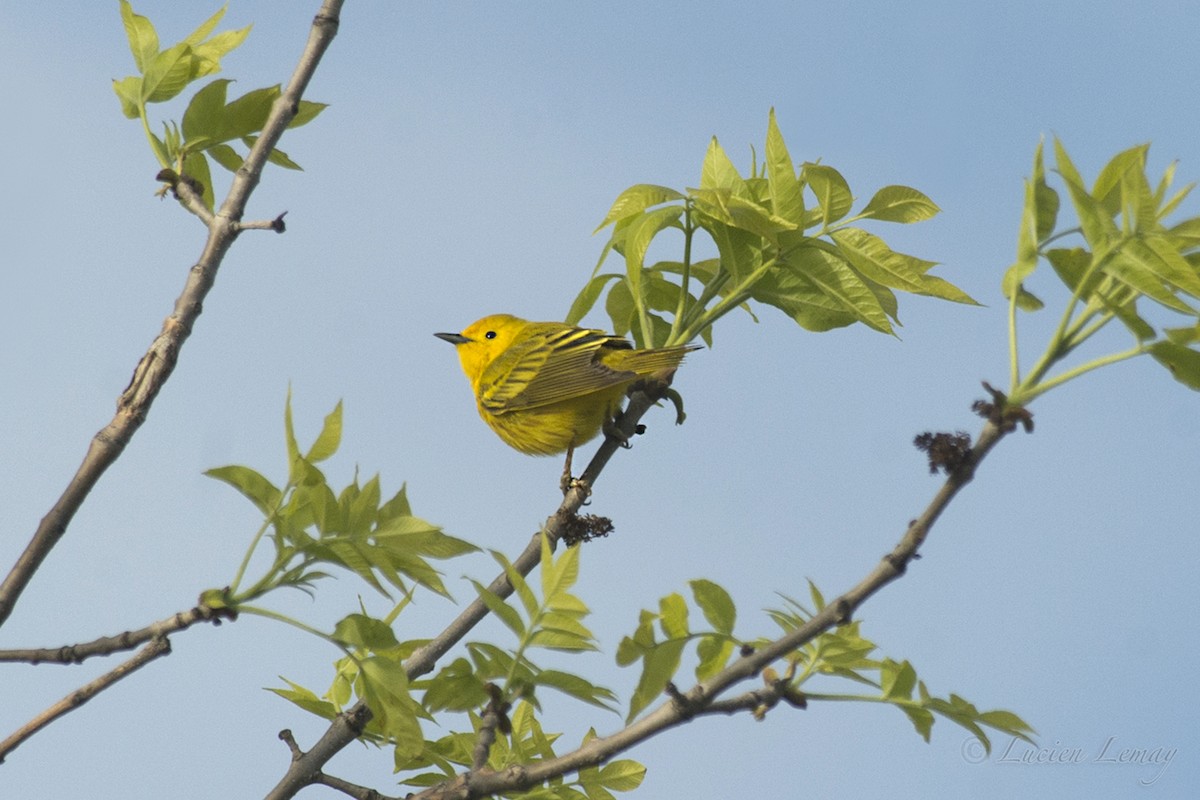 Yellow Warbler - Lucien Lemay