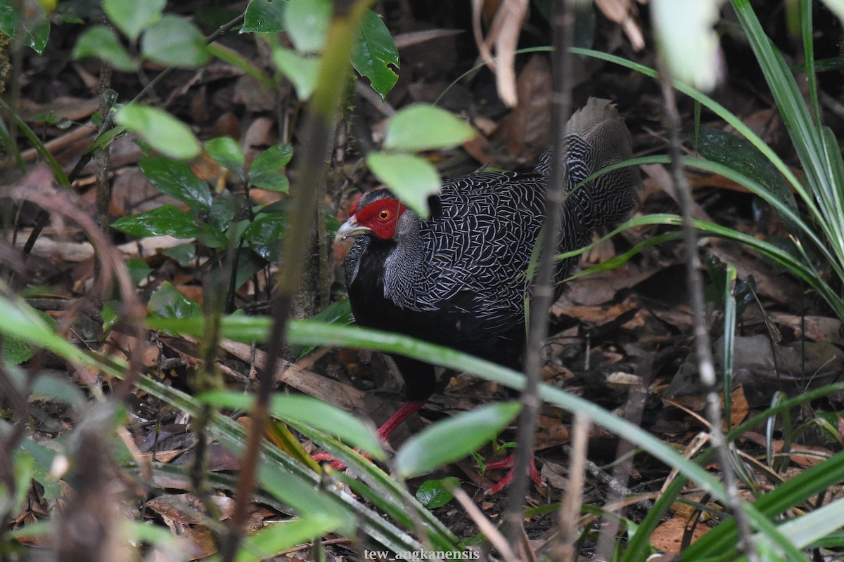 Silver Pheasant - ML216253111