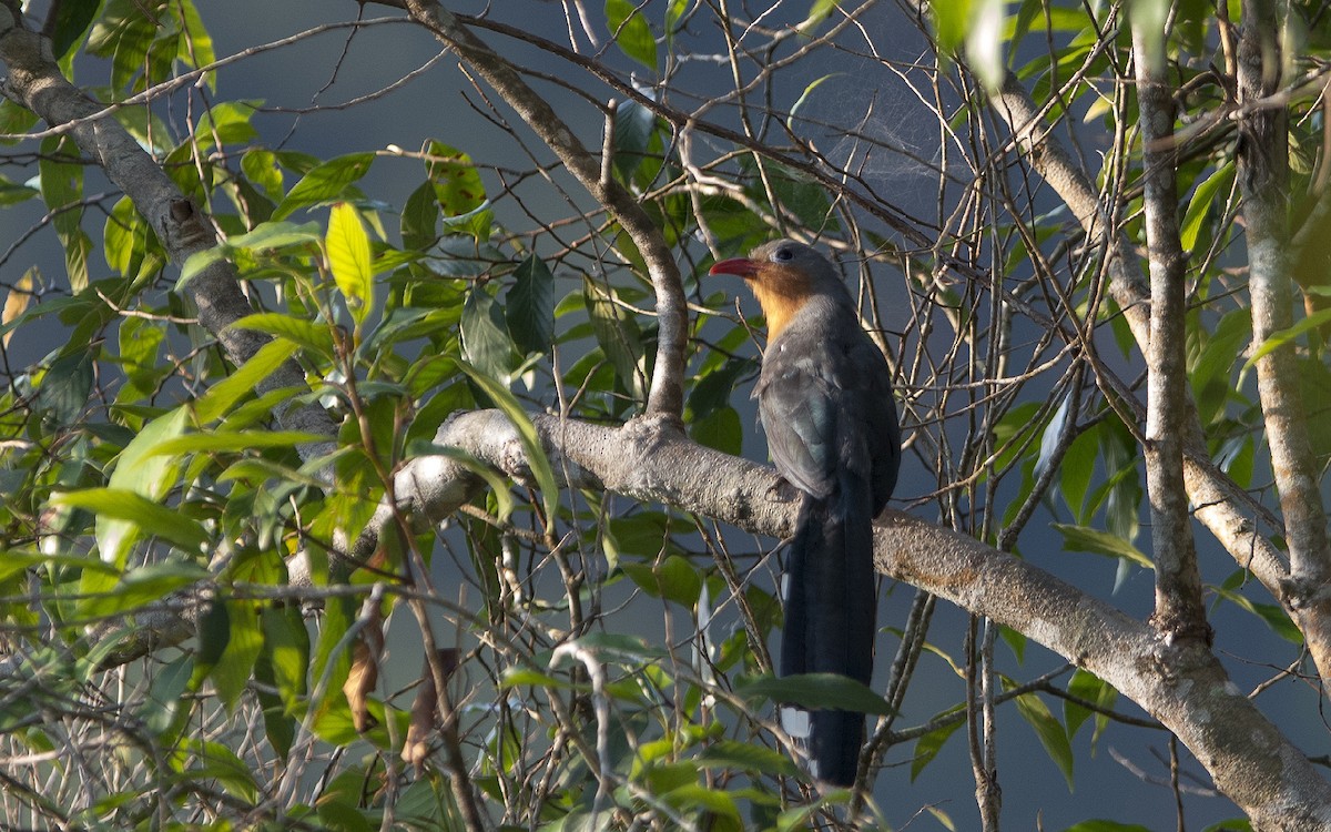 Red-billed Malkoha - ML216253381